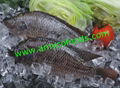 Tilapia fish from professional tilapia producer in China