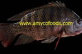 Tilapia fish from professional tilapia producer in China