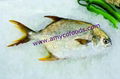 Golden Pompano cage farmed in deap sea 1