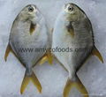 Golden Pompano cage farmed in deap sea 2