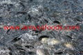 Tilapia cage farmed, high quality 4