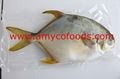 Golden Pompano High Quality good price