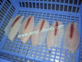 Tilapia Fillet from good tilapia fillet factory in China 2