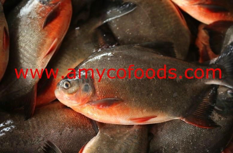 Red Pomfret high quality good price from factory in China