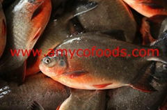 Red Pomfret high quality good price from factory in China