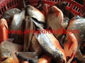 Red Pomfret high quality good price from factory in China
