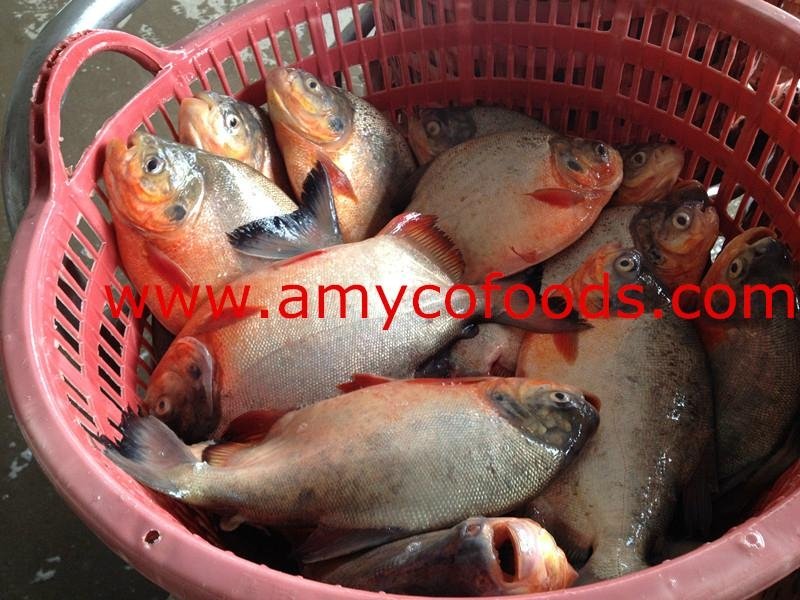 Red Pomfret high quality good price from factory in China 5