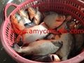 Red Pomfret high quality good price from factory in China