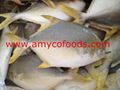 Golden Pompano High Quality good price from producer in China 1