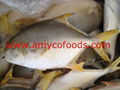 Golden Pompano High Quality good price from producer in China 2