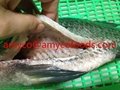 Tilapia fish from professional tilapia producer in China 1