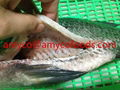 Tilapia fish from professional tilapia producer in China