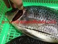 Tilapia fish whole round or GS from professional producer in China