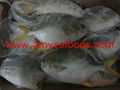 Golden Pompano High Quality good price from producer in China 4