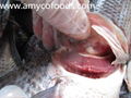 Tilapia fish whole round or GS from professional producer in China