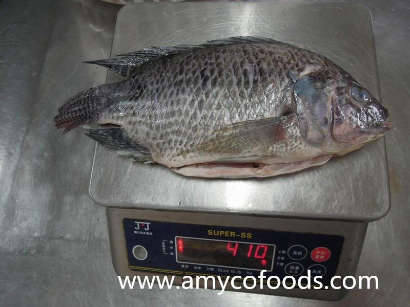 Tilapia fish whole round or GS from professional producer in China 3