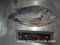 Tilapia fish whole round or GS from professional producer in China 3