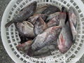 Tilapia fish whole round or GS from professional producer in China 4