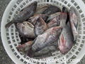 Tilapia fish whole round or GS from professional producer in China