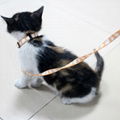 Custom made cat collar 1