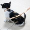 Custom made cat collar