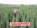 河南桧柏/潢川刺柏