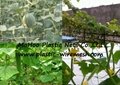 plant support net&mesh pea&bean net&mesh extrudedplant net(factory) 