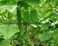 plant support net, cucumber net,cucumber mesh,pea net,bean net