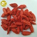 Dried fruit good for health factory supply best quality dried goji berry ,dried 