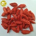 Dried fruit good for health factory supply best quality dried goji berry ,dried  4