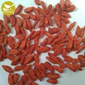 Himalayan Goji Berry Natural Goji Berry Supplier New product organic dried goji  2