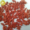Himalayan Goji Berry Natural Goji Berry Supplier New product organic dried goji 