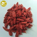 Himalayan Goji Berry Natural Goji Berry Supplier New product organic dried goji  4