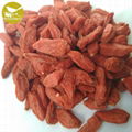 Himalayan Goji Berry Natural Goji Berry Supplier New product organic dried goji 