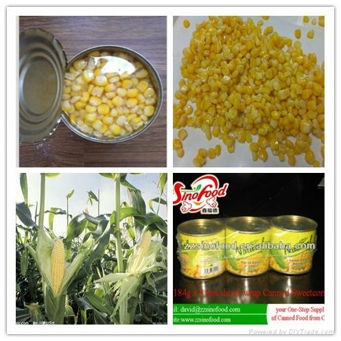 Canned Vegetable Canned Sweet Corn 340g*24tins 4