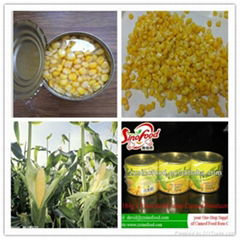 Canned Sweet Corn with Top Quality