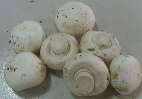 Canned Mushroom Whole with Top Sales 3