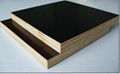 lowest price poplar brown film faced plywood for construction 2