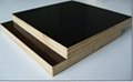 lowest price poplar brown film faced plywood for construction