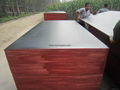 Chinese wbp glue brown or black film faced plywood for construction