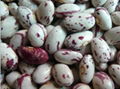 kidney beans 1