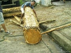 Teak logs big sizes