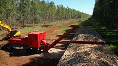 Eucalyptus wood chips