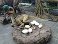 hatching dinosaur egg  3