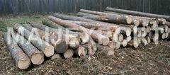 Pine wood logs