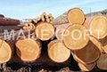 PINE wood logs