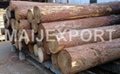 Pine Wood logs 1