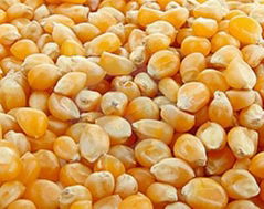 Fodder corn