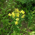 St.John 's Wort P.E