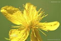 St.John 's Wort P.E 2